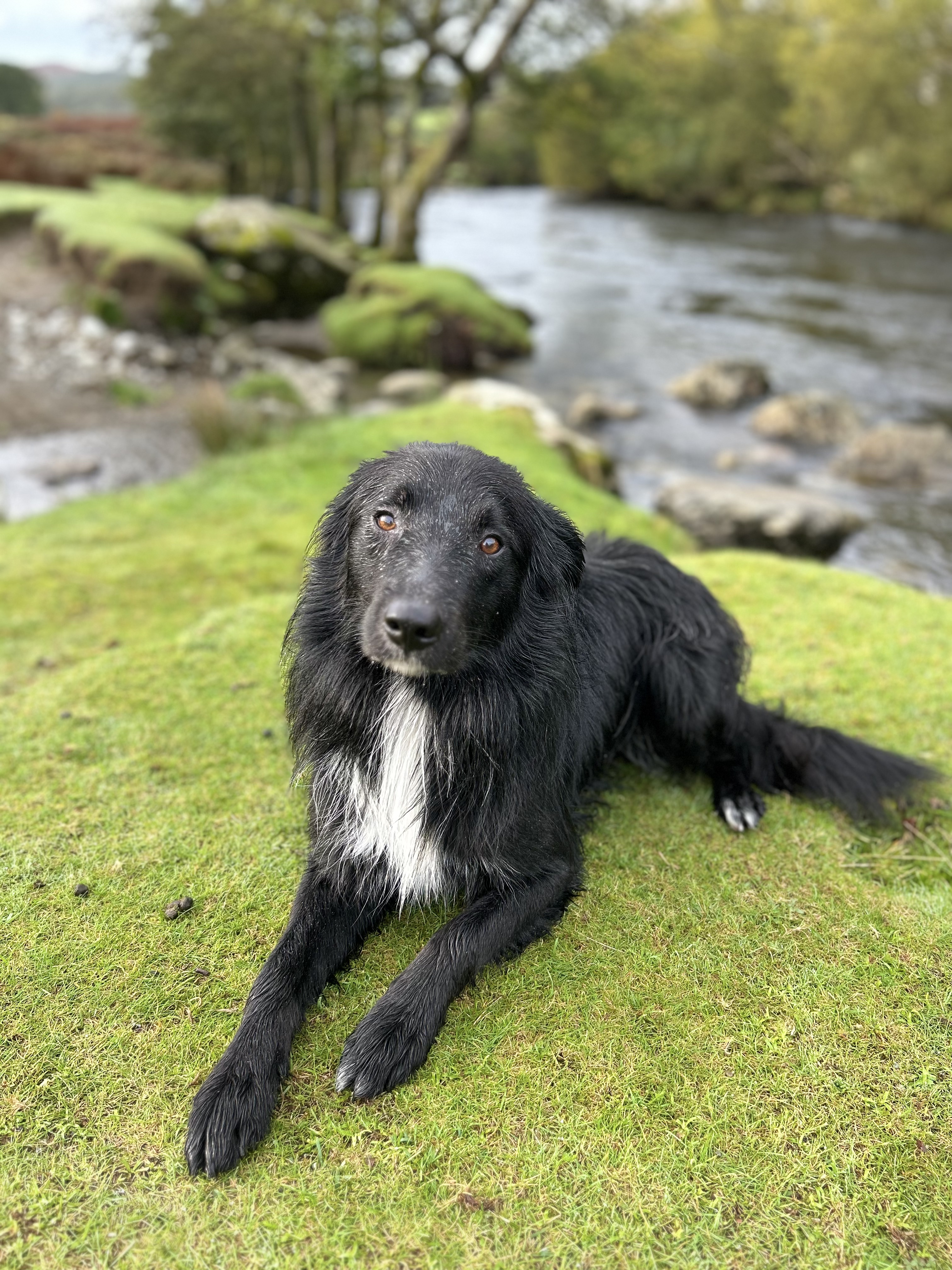 Bertie in Lake District
